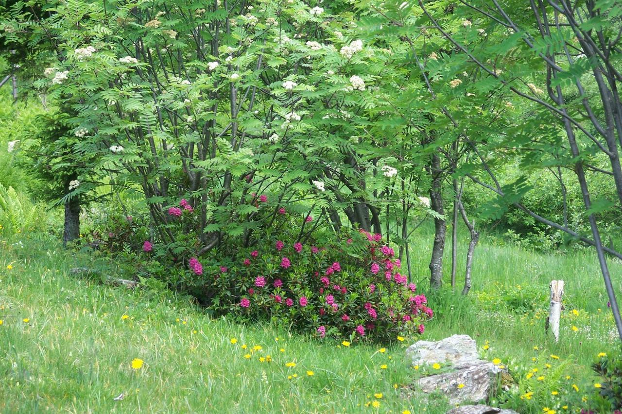 Гостьовий будинок Agriturismo Cornei Da Nadia Колліо Екстер'єр фото
